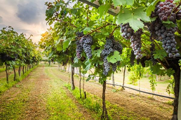 grape-vineyard Grape Vineyard